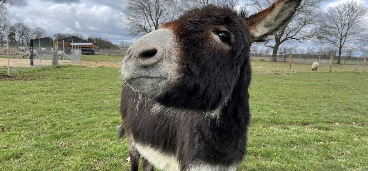 Arbeitsblätter zu Elvis und seinen Freunden